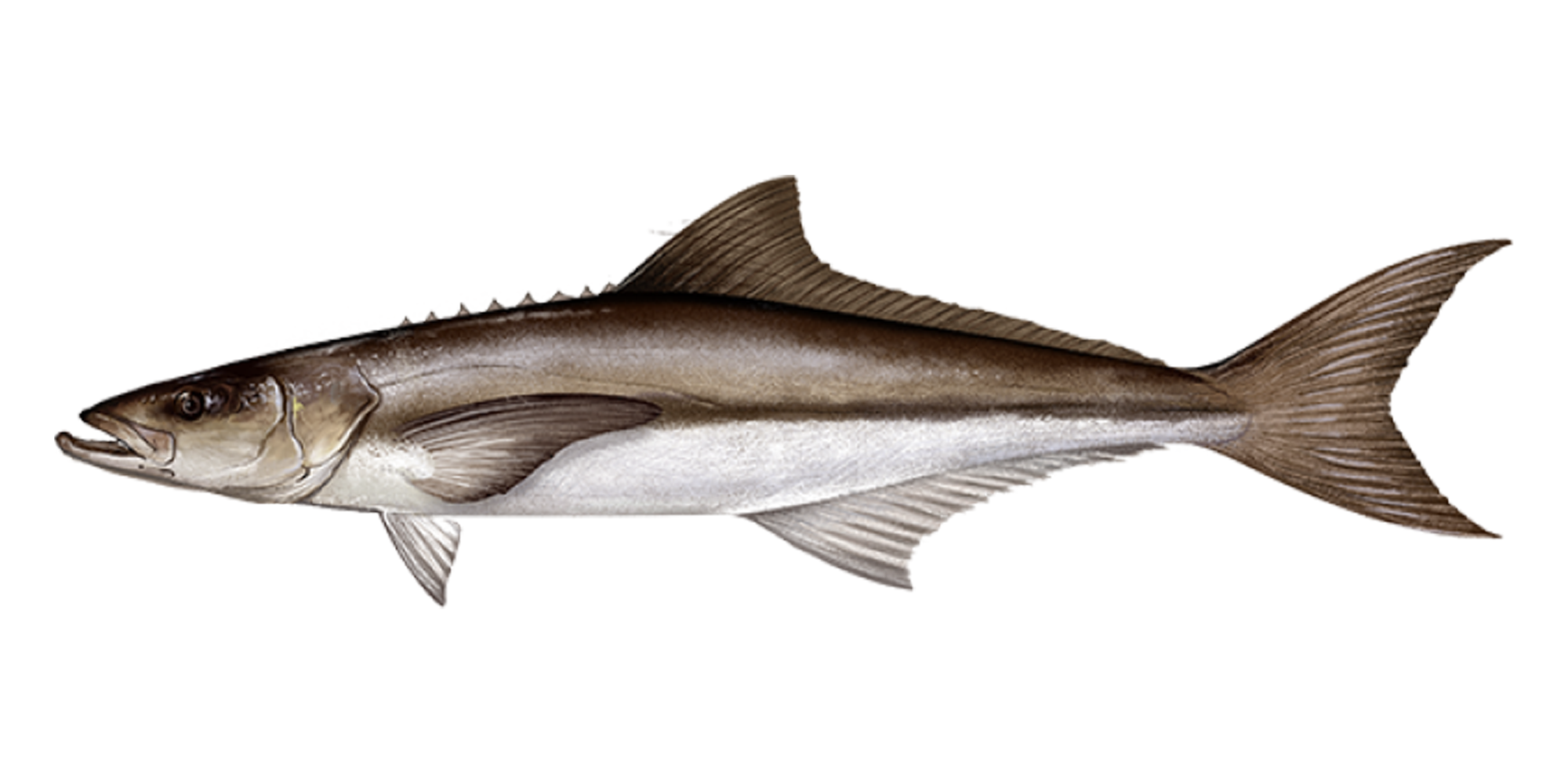 Cobia